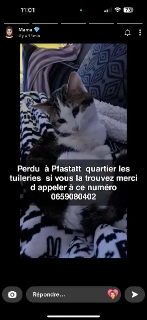 chatte lost   68120 Pfastatt Titounis