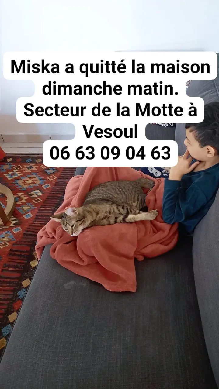 Chatte Perdue 70 Haute-Saône Vesoul - Miska