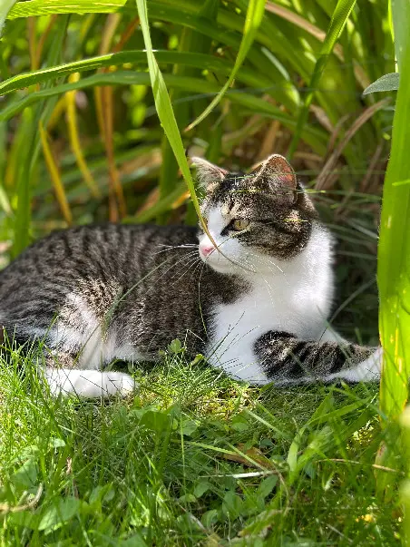 chatte lost 731 Rue de la Ronze 71850 Charnay-lès-Mâcon Jazz