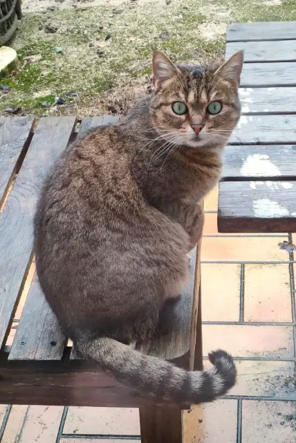 cat lost   72340 La Chartre-sur-le-Loir Hope