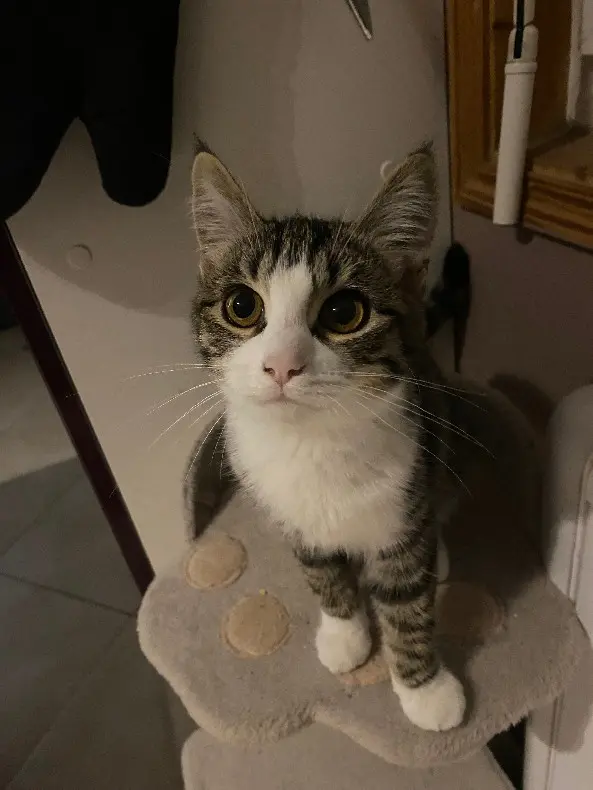 chatte lost  Grande Rue 72160 Thorigné-sur-Dué Ruby