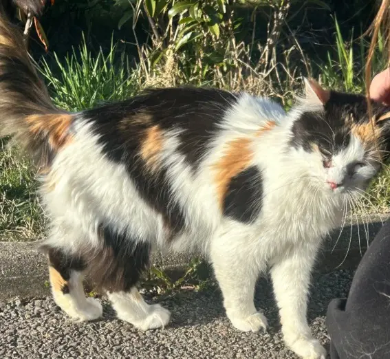 cat lost   74330 Poisy Kitty