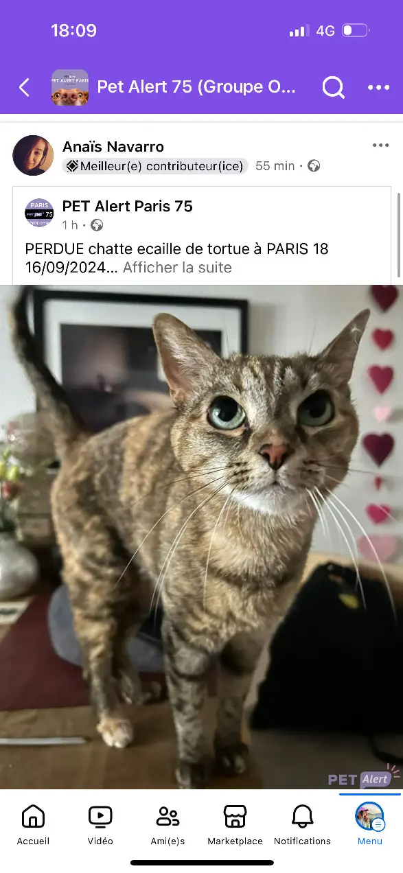 Chatte Perdue 75C Paris - Ninja