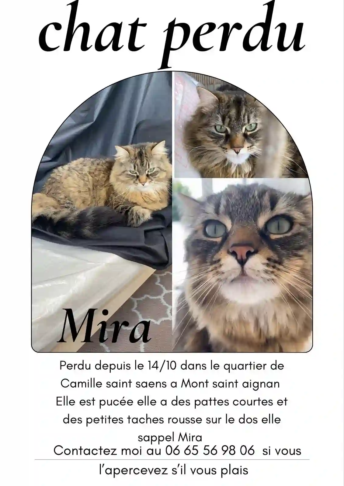 Chatte Perdue 76 Seine-Maritime - Mira