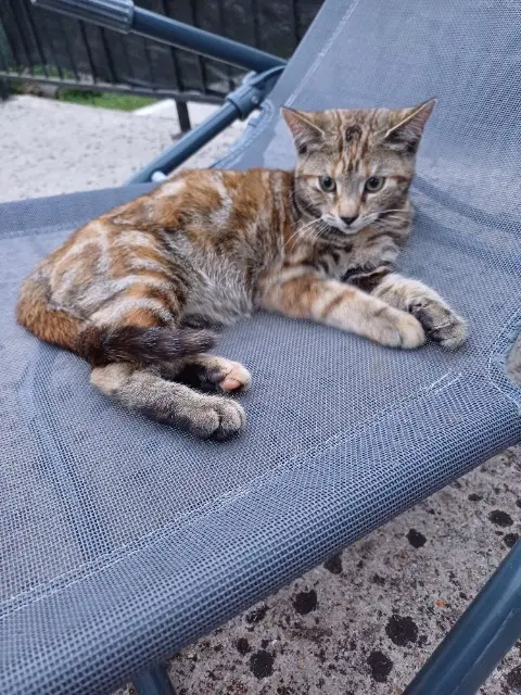 cat lost   77730 Saâcy-sur-Marne Vanille