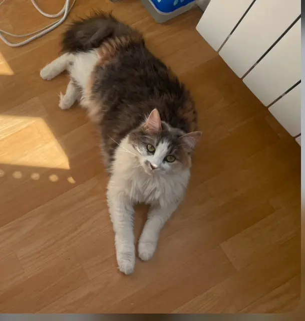 cat lost   81000 Albi Bouna