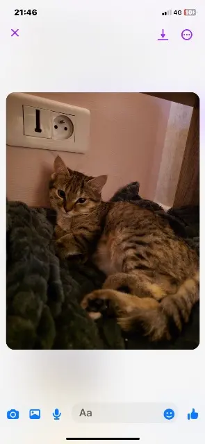 chatte lost    Roquebrune-sur-Argens Nity