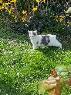 Chatte Perdue 85 Vendée