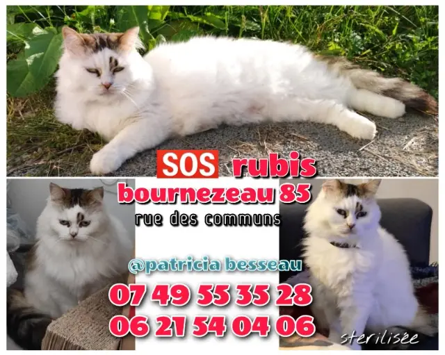 cat lost   85480 Bournezeau Rubis