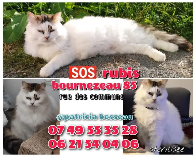 cat lost   85480 Bournezeau Rubis