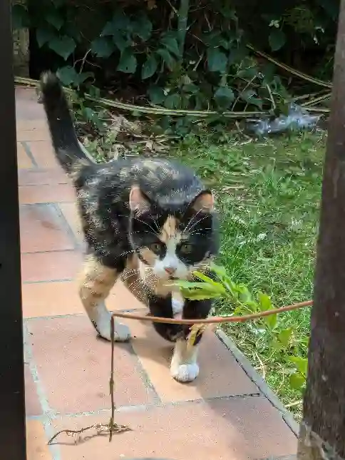 Chatte Perdue 85 Vendée - Zaione