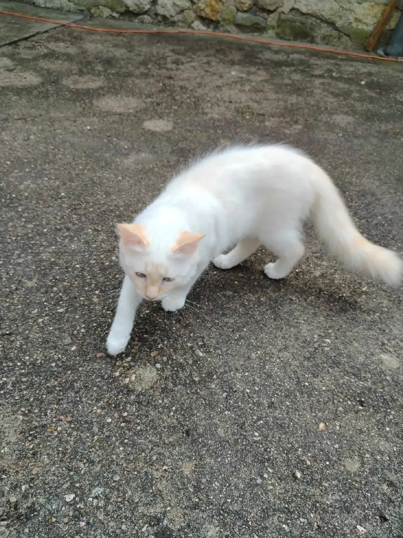 Chatte Perdue 91 Essonne - Chufi