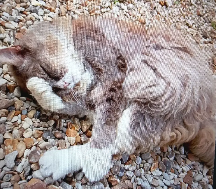 chatte lost  Place du Patrouillot 91530 Le Val-Saint-Germain Loullig