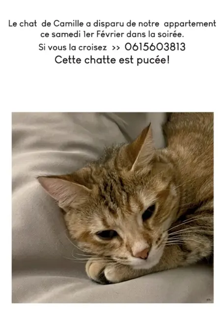 chatte lost   93400 Saint-Ouen-sur-Seine Kelpie molly