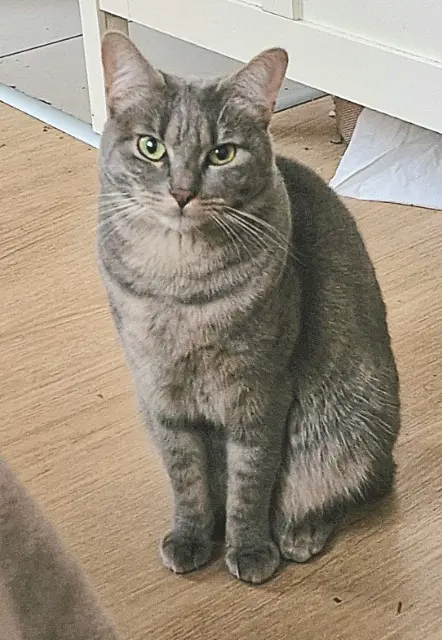 chatte lost   93400 Saint-Ouen-sur-Seine Luna