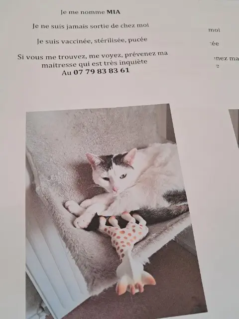 cat lost   94250 Gentilly Mia