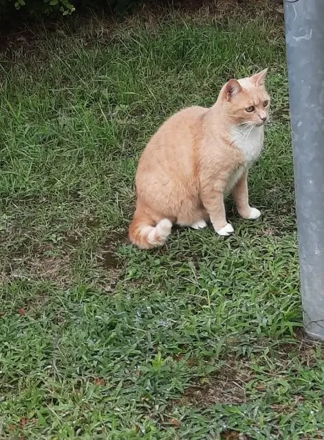 cat lost   95260 Beaumont-sur-Oise Harrie