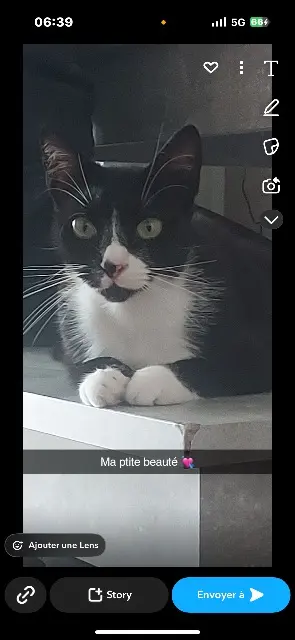 cat lost   95360 Montmagny Sweety