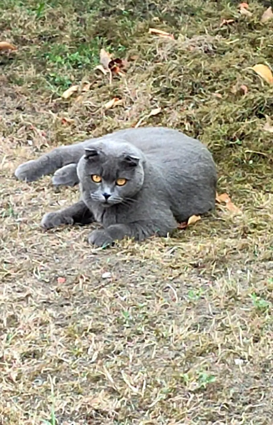 Chatte Perdue 95 Val-d'Oise - Tessie