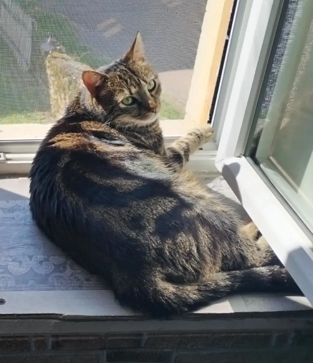 cat lost  Rue de la Mairie 71800 Châtenay Ciri