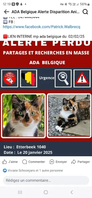 chatte lost   1040 Etterbeek IRIS