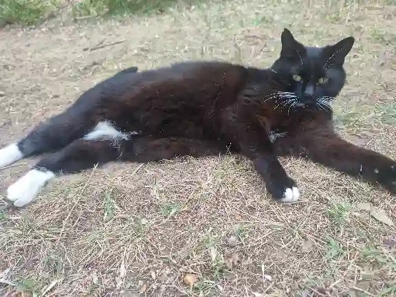 Chatte Trouvée 13 Bouches-du-Rhône Marseille - Bakara