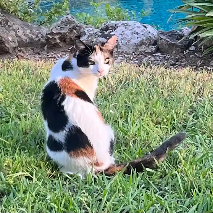 Chatte Trouvée 17 Charente-Maritime - Mei