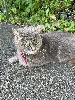 Chatte Trouvée 22 Côtes-d'Armor Lamballe-Armor