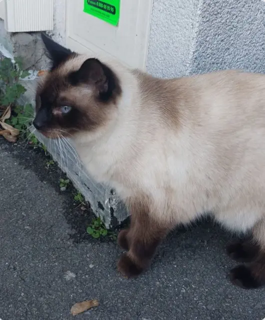 chatte reunited   29200 Brest Gracieuse