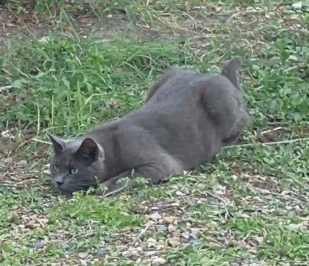 Chatte Trouvée 37 Indre-et-Loire - Freyja