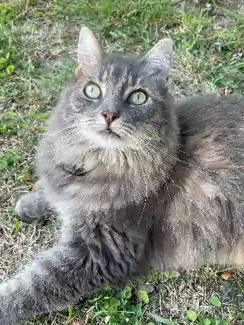 Chatte Trouvée 44 Loire-Atlantique - Aimy