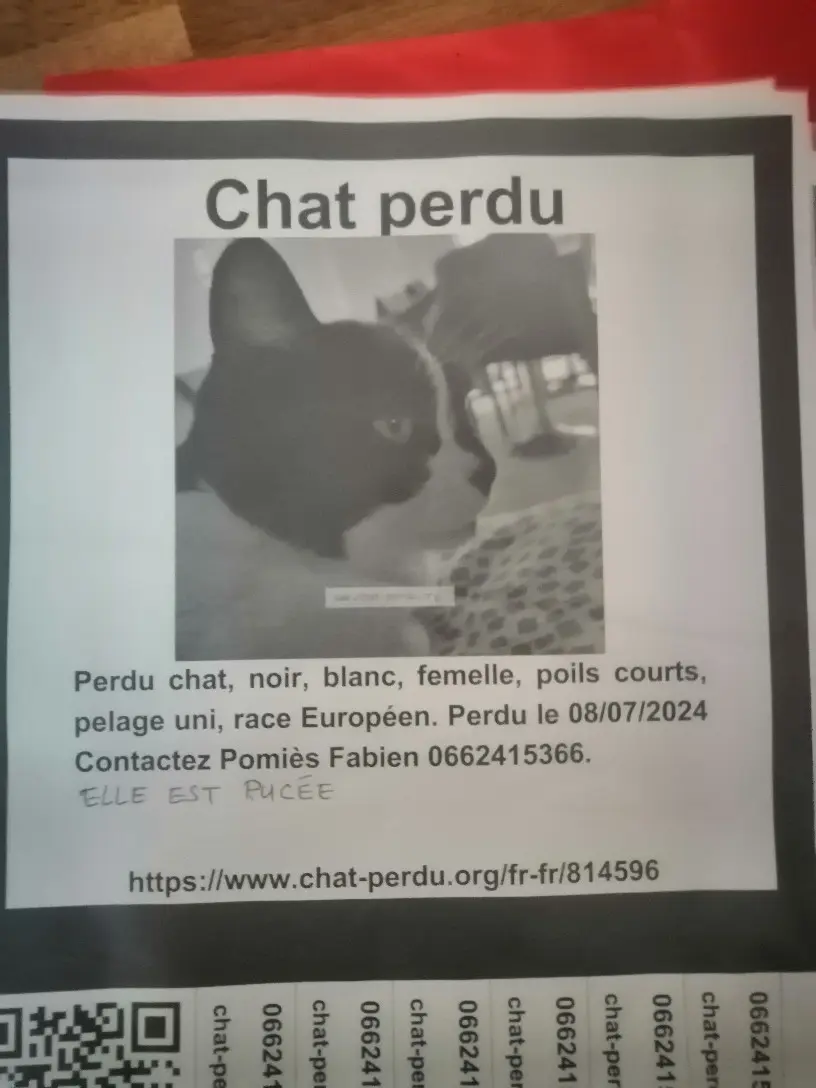 Chatte Perdue 44 Loire-Atlantique Nantes - Kibou