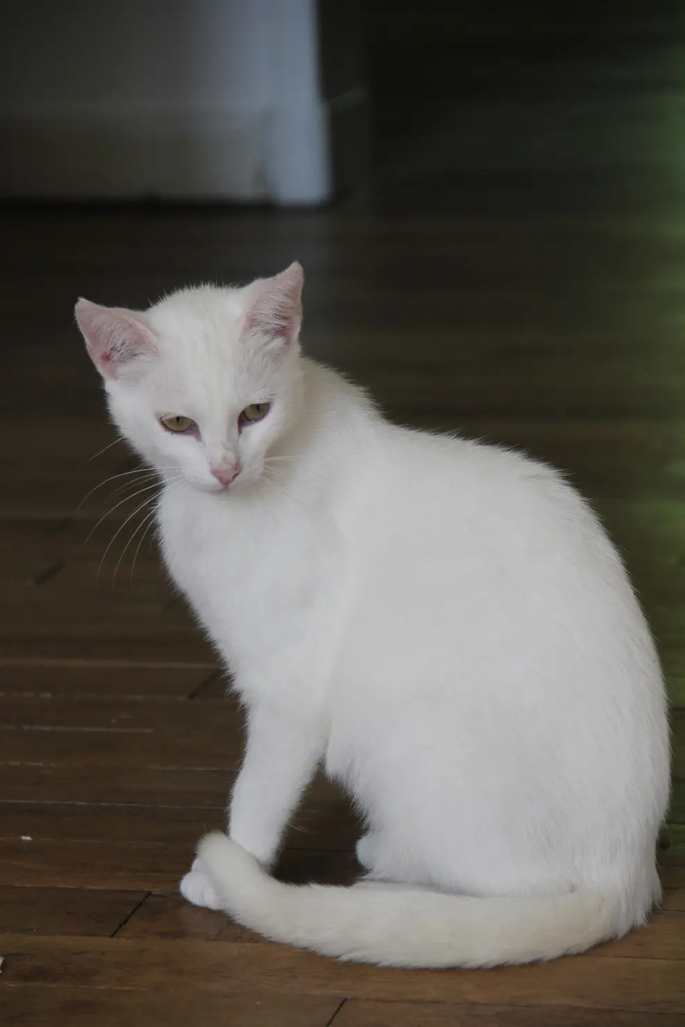 Chatte Trouvée 44 Loire-Atlantique