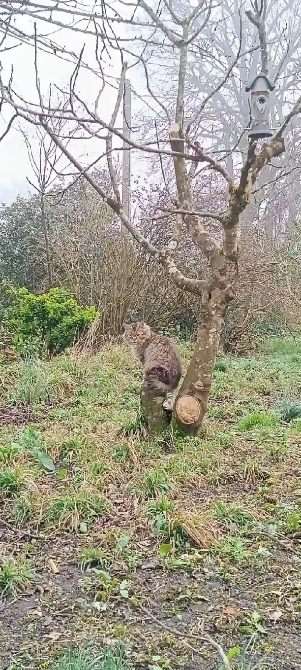 Chatte Trouvée 45 Loiret - Carsat