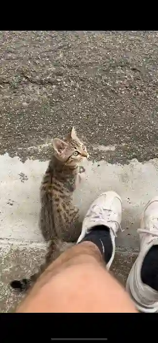 Chatte Trouvée 47 Lot-et-Garonne - Nala