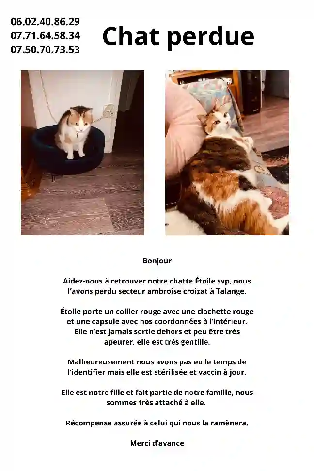 Chatte Trouvée 57 Moselle - Étoile