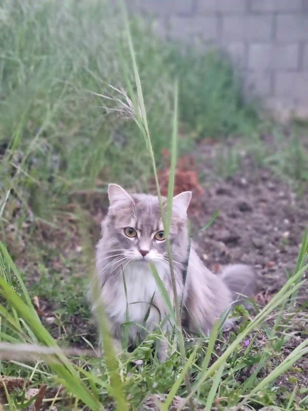 Chatte Trouvée 63 Puy-de-Dôme - Isis