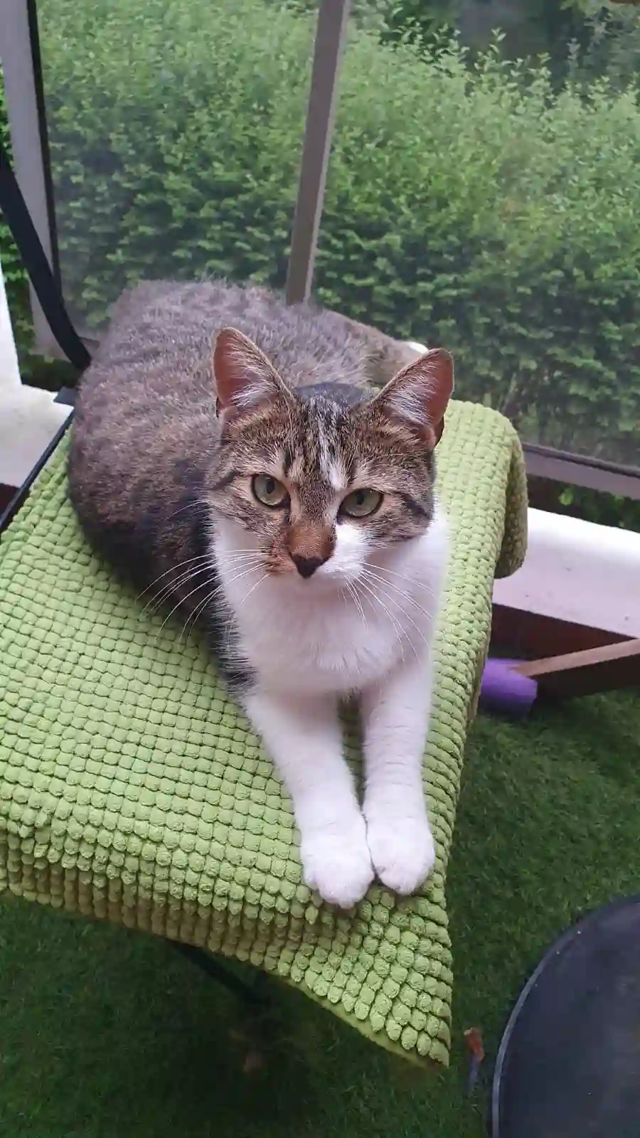 Chatte Trouvée 67 Bas-Rhin Strasbourg - Gaia