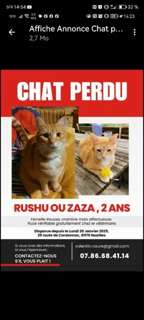 chatte reunited   81170 Noailles Rushu ou Zaza