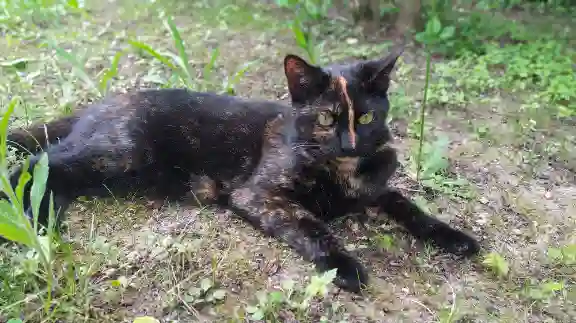 Chatte Trouvée 95 Val-d'Oise - Canelle