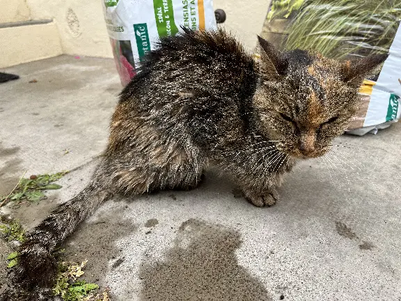 Chatte Trouvée 31 Haute-Garonne