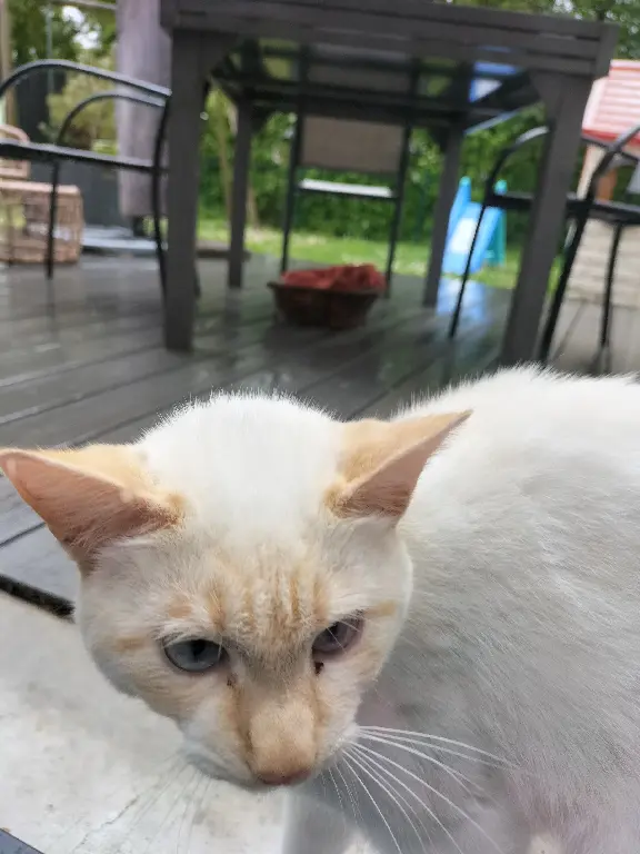 Chatte Trouvée 35 Ille-et-Vilaine