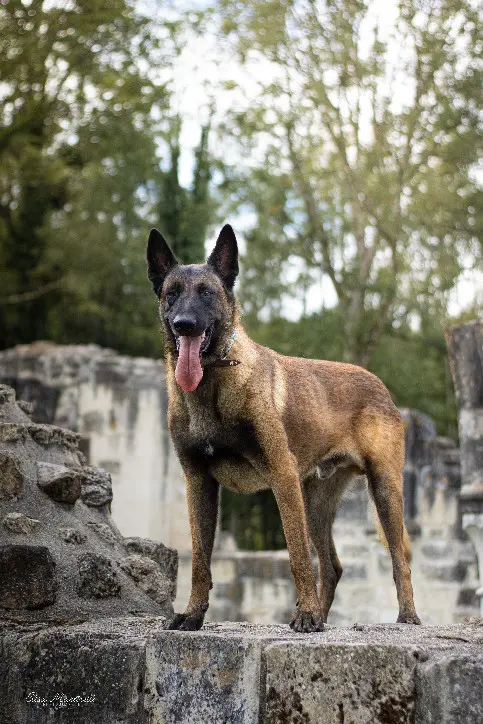 Chien Perdu 02 Aisne - Seth