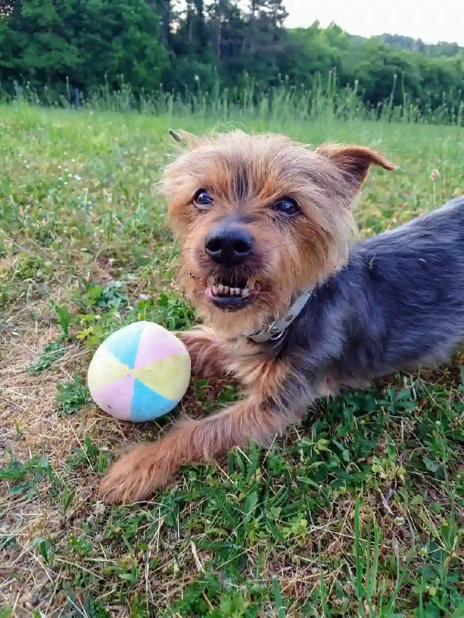 Chien Perdu 02 Aisne - Twist