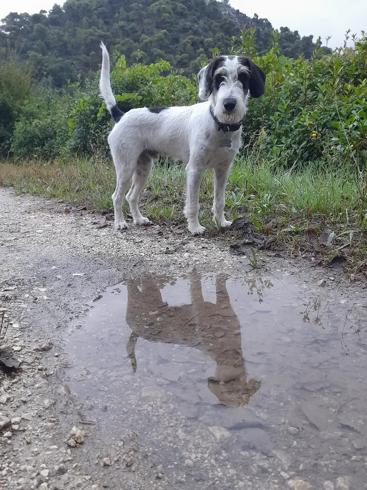 Chien Perdu 06 Alpes-Maritimes - Frodon