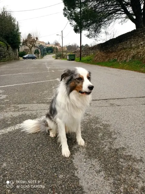 chien lost   07260 Joyeuse Cerbère