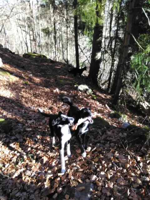 chien lost    Saint-Julien-d'Intres Porridge