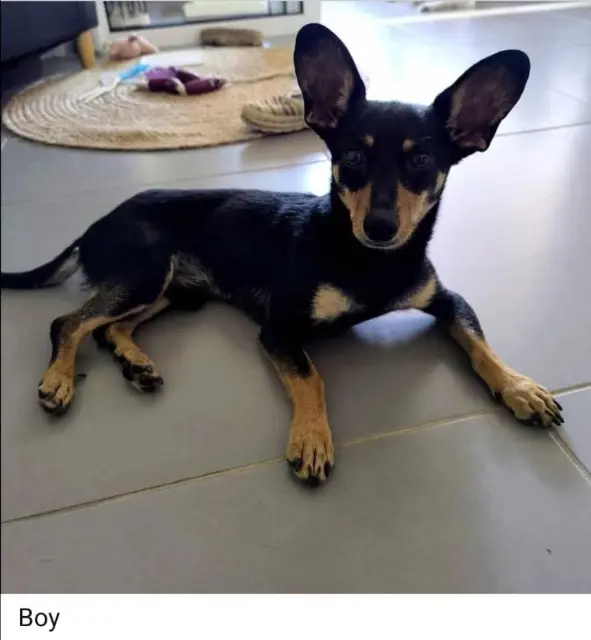 dog lost   12000 Rodez Boy