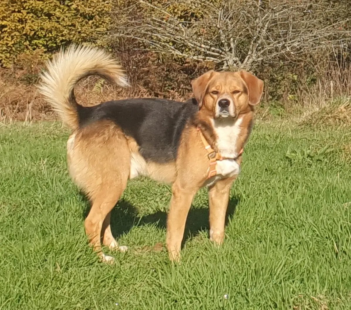 Chien Perdu 15 Cantal Saint-Constant-Fournoulès - ...