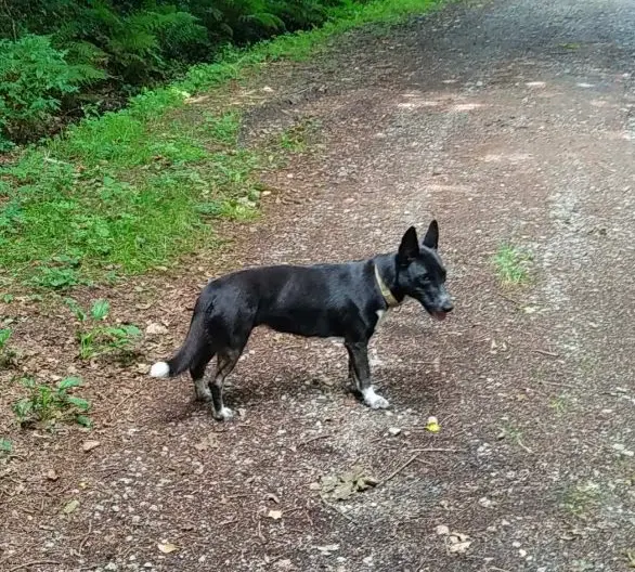 Chien Perdu 24 Dordogne - Luna